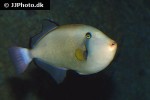 melichthys indicus melichthys indicus