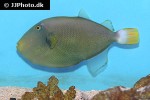melichthys vidua melichthys vidua