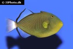 melichthys vidua melichthys vidua