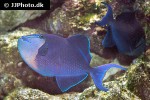 odonus niger odonus niger