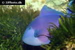 odonus niger odonus niger