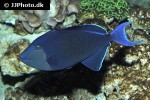 odonus niger odonus niger