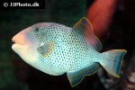 pseudobalistes flavimarginatus pseudobalistes flavimarginatus