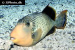 pseudobalistes flavimarginatus pseudobalistes flavimarginatus