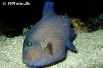 pseudobalistes fuscus pseudobalistes fuscus