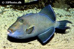 pseudobalistes fuscus pseudobalistes fuscus