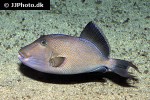 pseudobalistes fuscus pseudobalistes fuscus