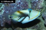 rhinecanthus aculeatus rhinecanthus aculeatus