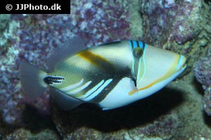 Triggerfish