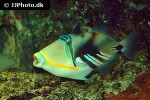 rhinecanthus aculeatus rhinecanthus aculeatus