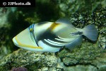 rhinecanthus aculeatus rhinecanthus aculeatus