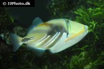 rhinecanthus aculeatus rhinecanthus aculeatus