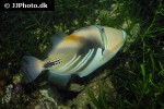 rhinecanthus aculeatus rhinecanthus aculeatus