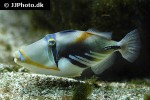 rhinecanthus aculeatus rhinecanthus aculeatus
