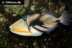 rhinecanthus aculeatus rhinecanthus aculeatus