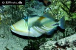 rhinecanthus aculeatus rhinecanthus aculeatus