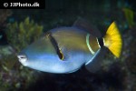 rhinecanthus cinereus rhinecanthus cinereus