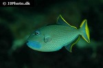 xanthichthys auromarginatus xanthichthys auromarginatus