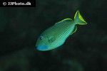 xanthichthys auromarginatus xanthichthys auromarginatus