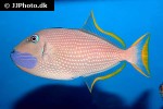 xanthichthys auromarginatus xanthichthys auromarginatus