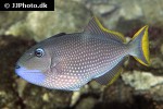 xanthichthys auromarginatus xanthichthys auromarginatus