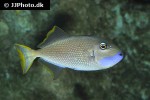xanthichthys auromarginatus xanthichthys auromarginatus