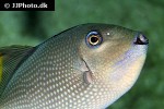 xanthichthys auromarginatus xanthichthys auromarginatus