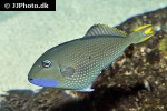 xanthichthys auromarginatus xanthichthys auromarginatus