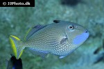xanthichthys auromarginatus xanthichthys auromarginatus