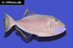 xanthichthys auromarginatus xanthichthys auromarginatus
