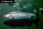 oncorhynchus clarkii oncorhynchus clarkii