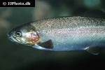 oncorhynchus clarkii oncorhynchus clarkii