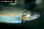 oncorhynchus clarkii oncorhynchus clarkii