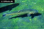 oncorhynchus clarkii oncorhynchus clarkii