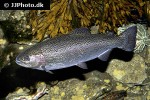 oncorhynchus mykiss oncorhynchus mykiss