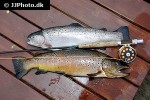 oncorhynchus mykiss oncorhynchus mykiss