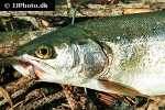 oncorhynchus mykiss oncorhynchus mykiss