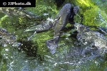 oncorhynchus mykiss oncorhynchus mykiss