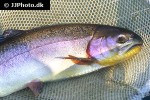 oncorhynchus mykiss oncorhynchus mykiss