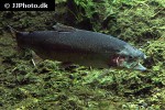oncorhynchus mykiss oncorhynchus mykiss