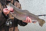 oncorhynchus mykiss oncorhynchus mykiss