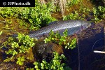 oncorhynchus mykiss oncorhynchus mykiss