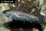 oncorhynchus mykiss oncorhynchus mykiss