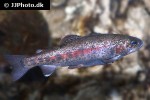 oncorhynchus mykiss oncorhynchus mykiss