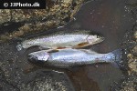 oncorhynchus mykiss oncorhynchus mykiss
