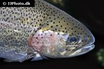 oncorhynchus mykiss oncorhynchus mykiss