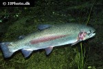 oncorhynchus mykiss oncorhynchus mykiss