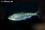 oncorhynchus mykiss oncorhynchus mykiss