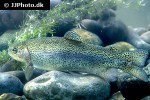 oncorhynchus mykiss oncorhynchus mykiss
