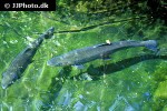 oncorhynchus mykiss oncorhynchus mykiss